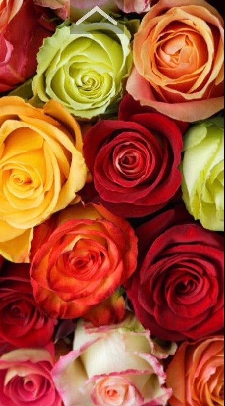close up of mixed colored roses