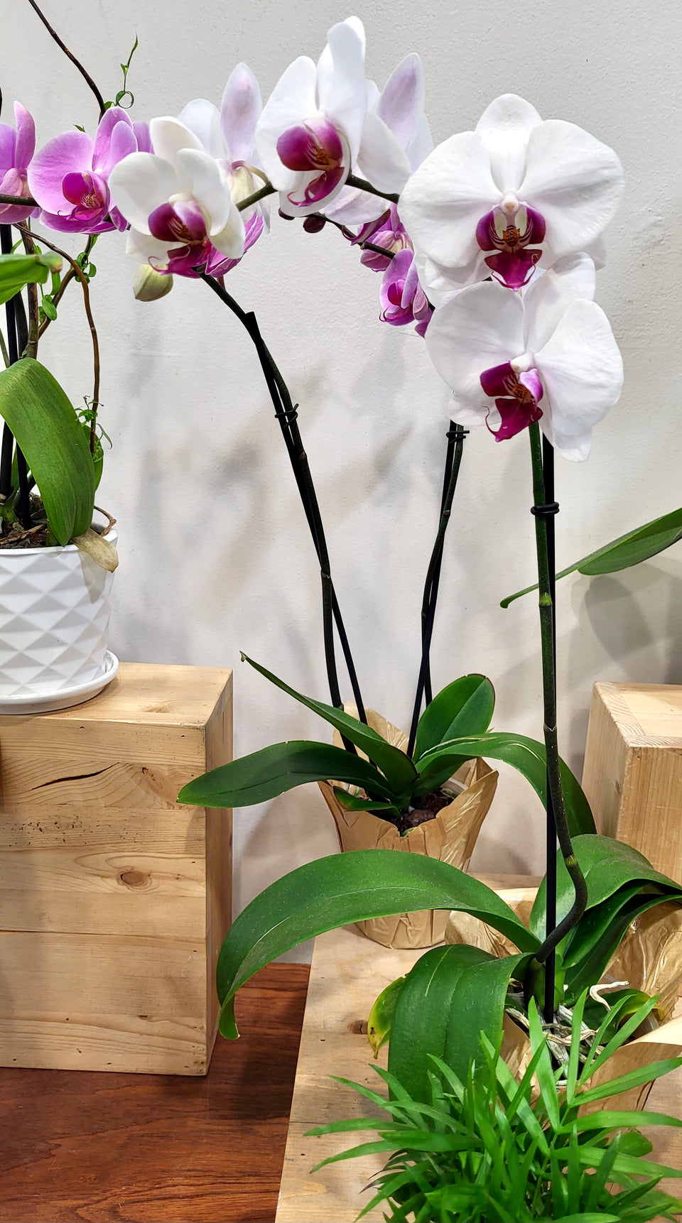 pineapple orchid plant Add a Live Orchid Plant!