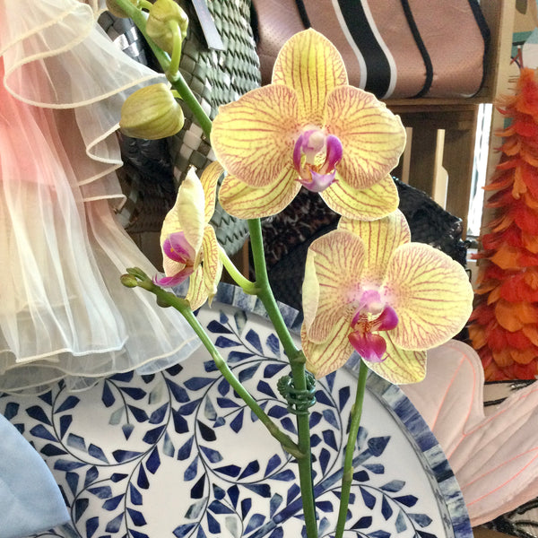 pineapple orchid plant Add a Live Orchid Plant! – Red Pineapple