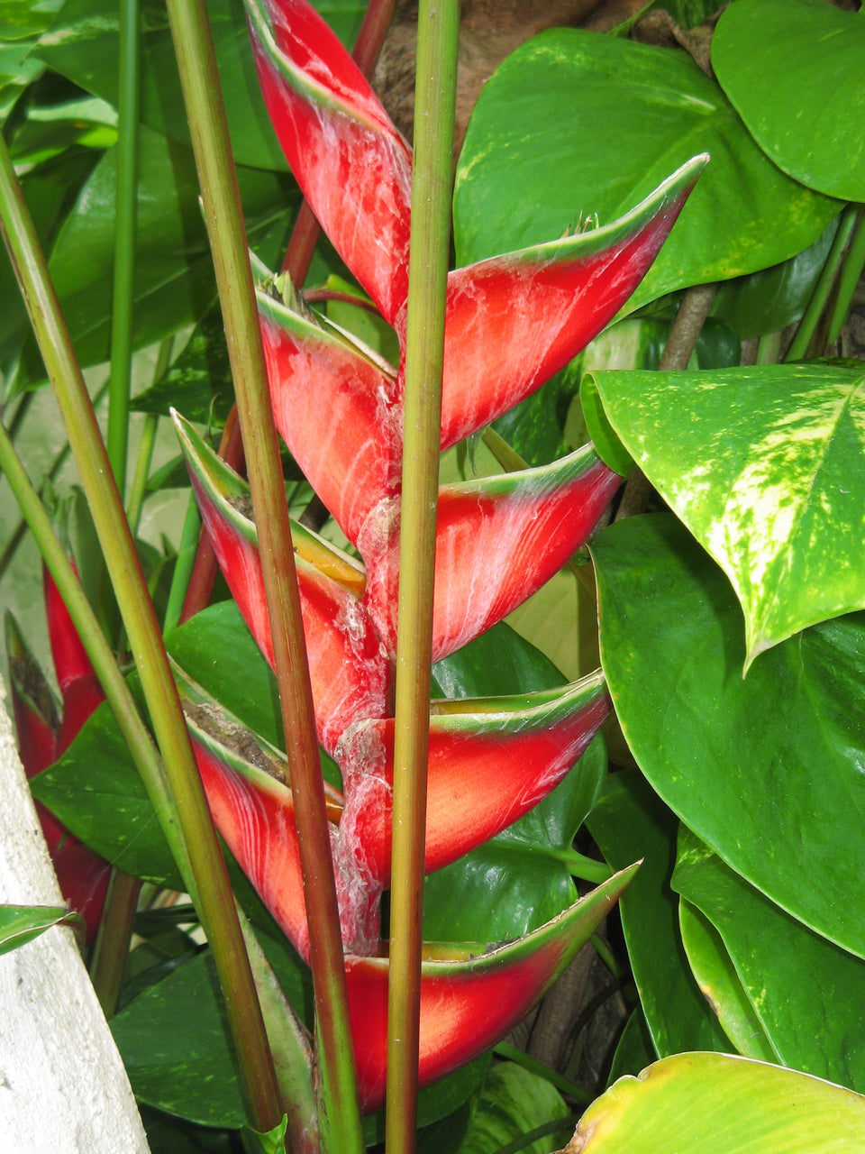 close up of hawaiian flower