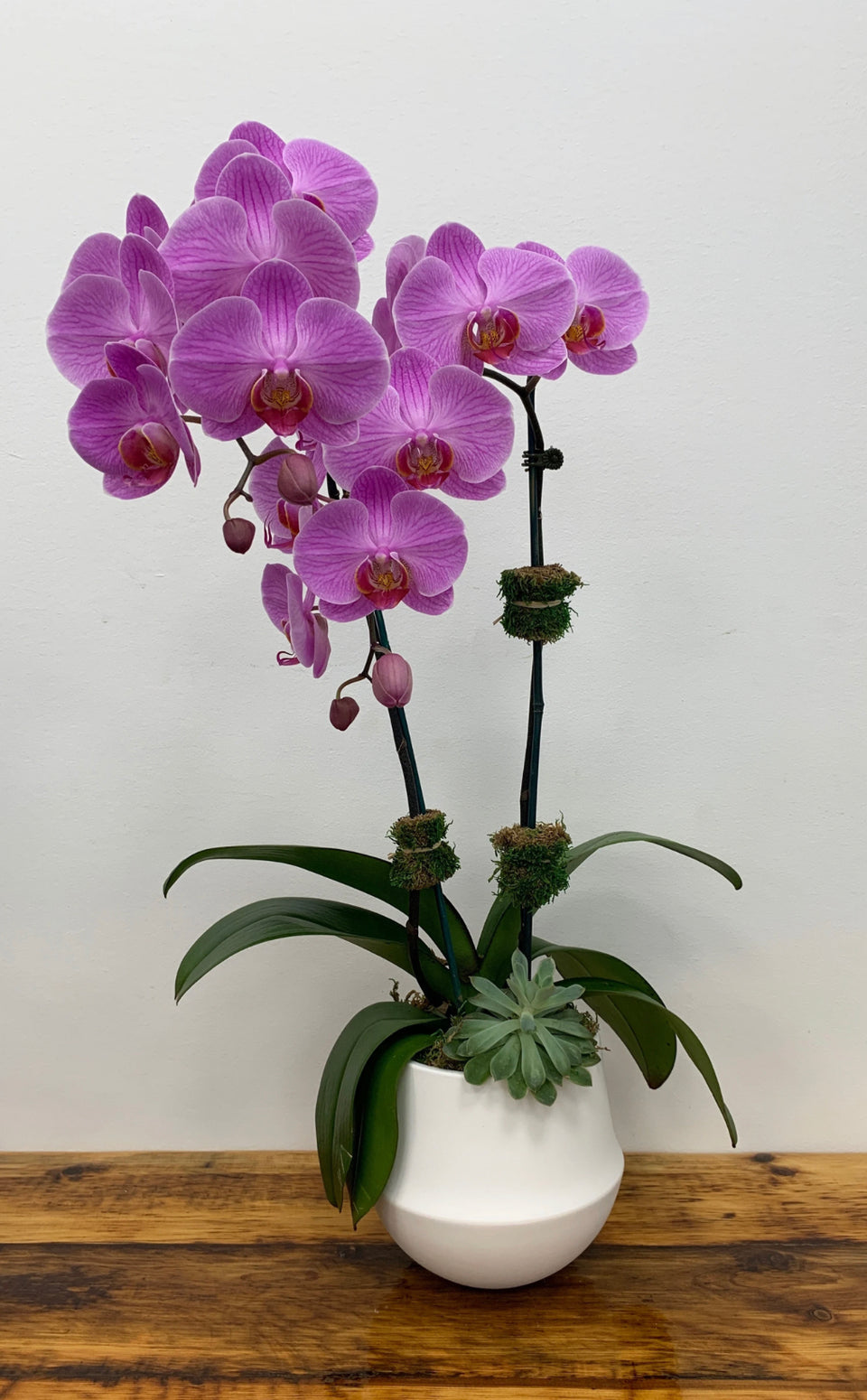Photo of purple orchid plant