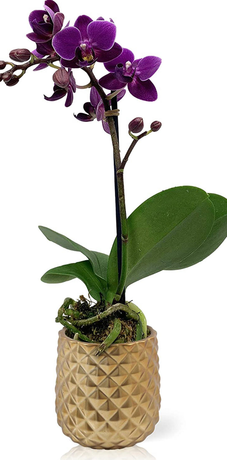 Live Orchid Plant